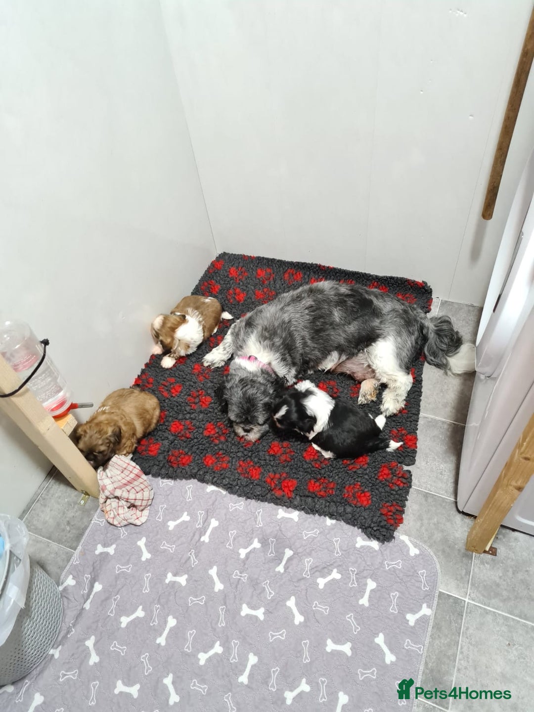 Shih Tzu dogs for sale: Beautiful shihtzu  - Image 1