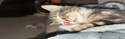 Domestic Shorthair cats for sale: Beautiful grey kittens  - Advert 4