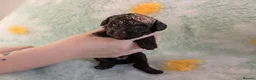 Toy Poodle dogs for sale: KC Reg DNA tested toy poodle pups - Advert 5