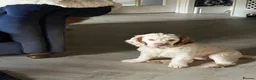 Clumber Spaniel dogs for sale: KC registered orange/ white girl - Advert 7
