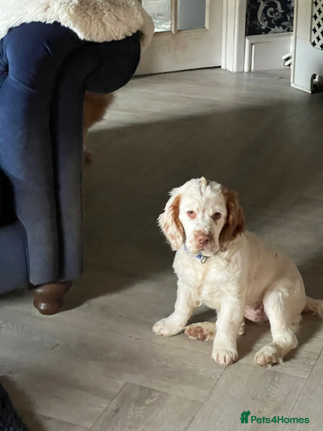 Clumber Spaniel dogs for sale: KC registered orange/ white girl - Advert 7