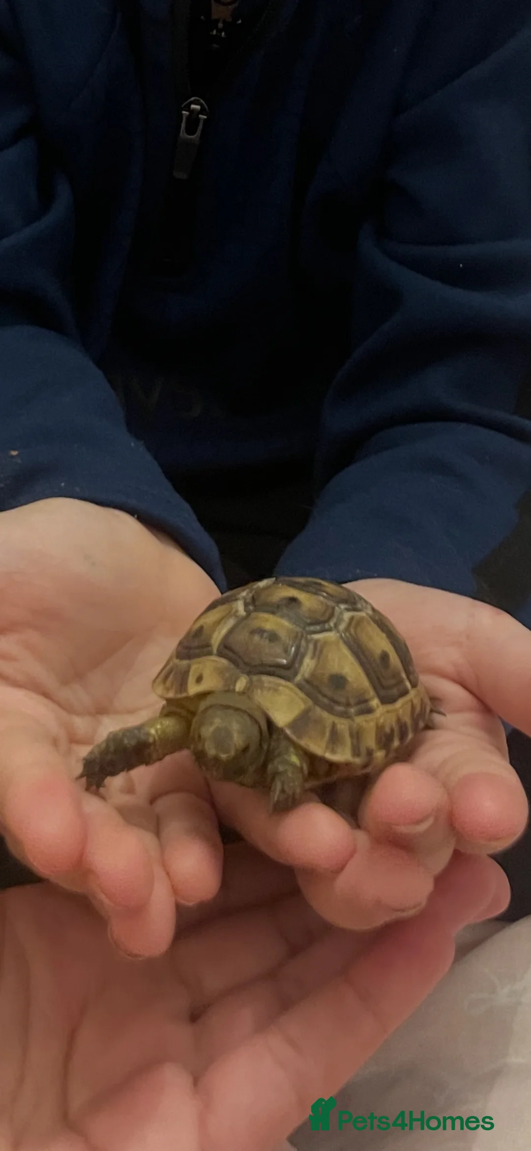 Tortoise reptiles for sale: Tortoise and full set up in Cwmbran - Advert 1