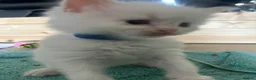 Ragdoll cats for sale: Beautiful ragdolls - Advert 2