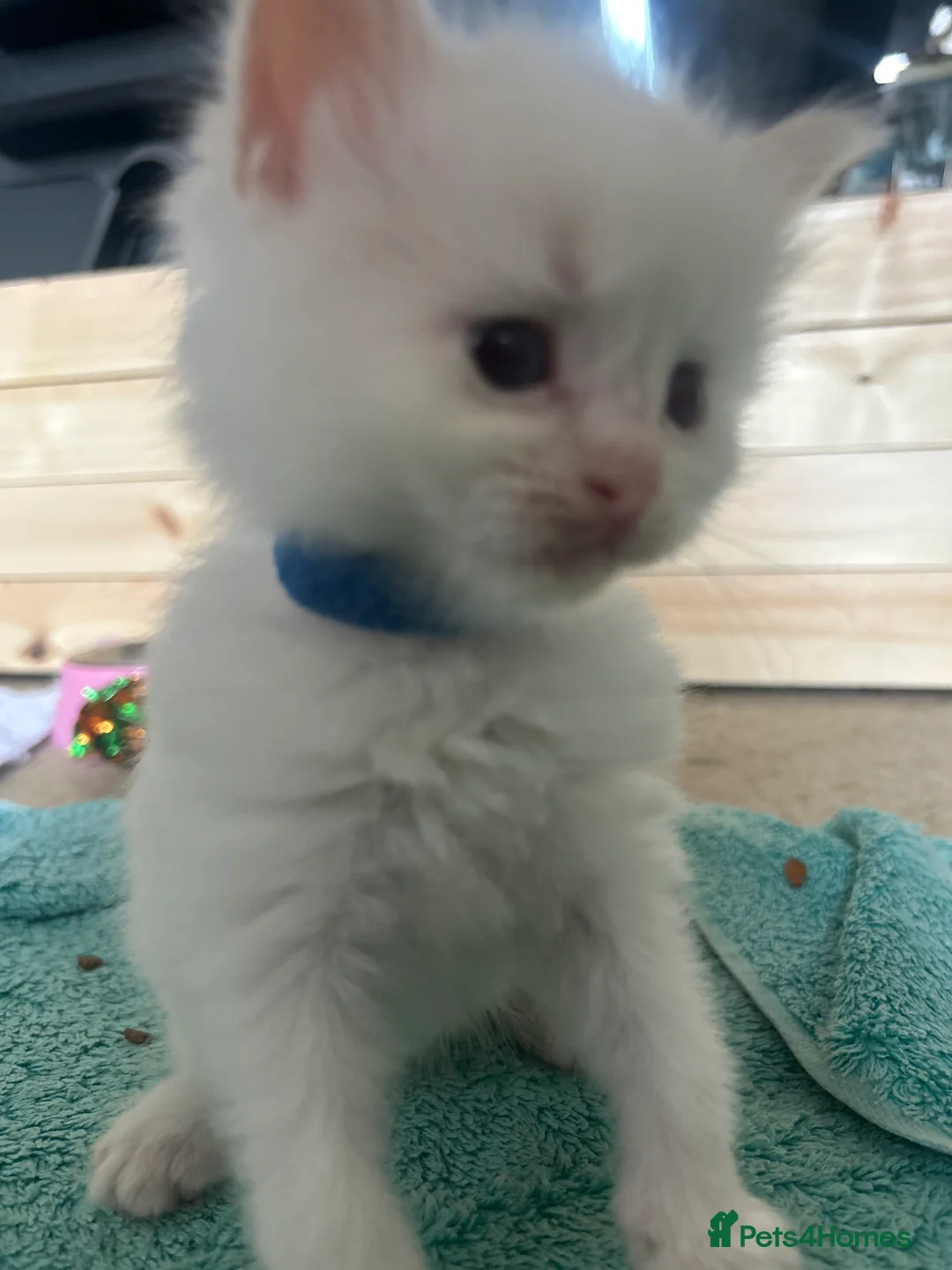 Ragdoll cats for sale: Beautiful ragdolls - Advert 2