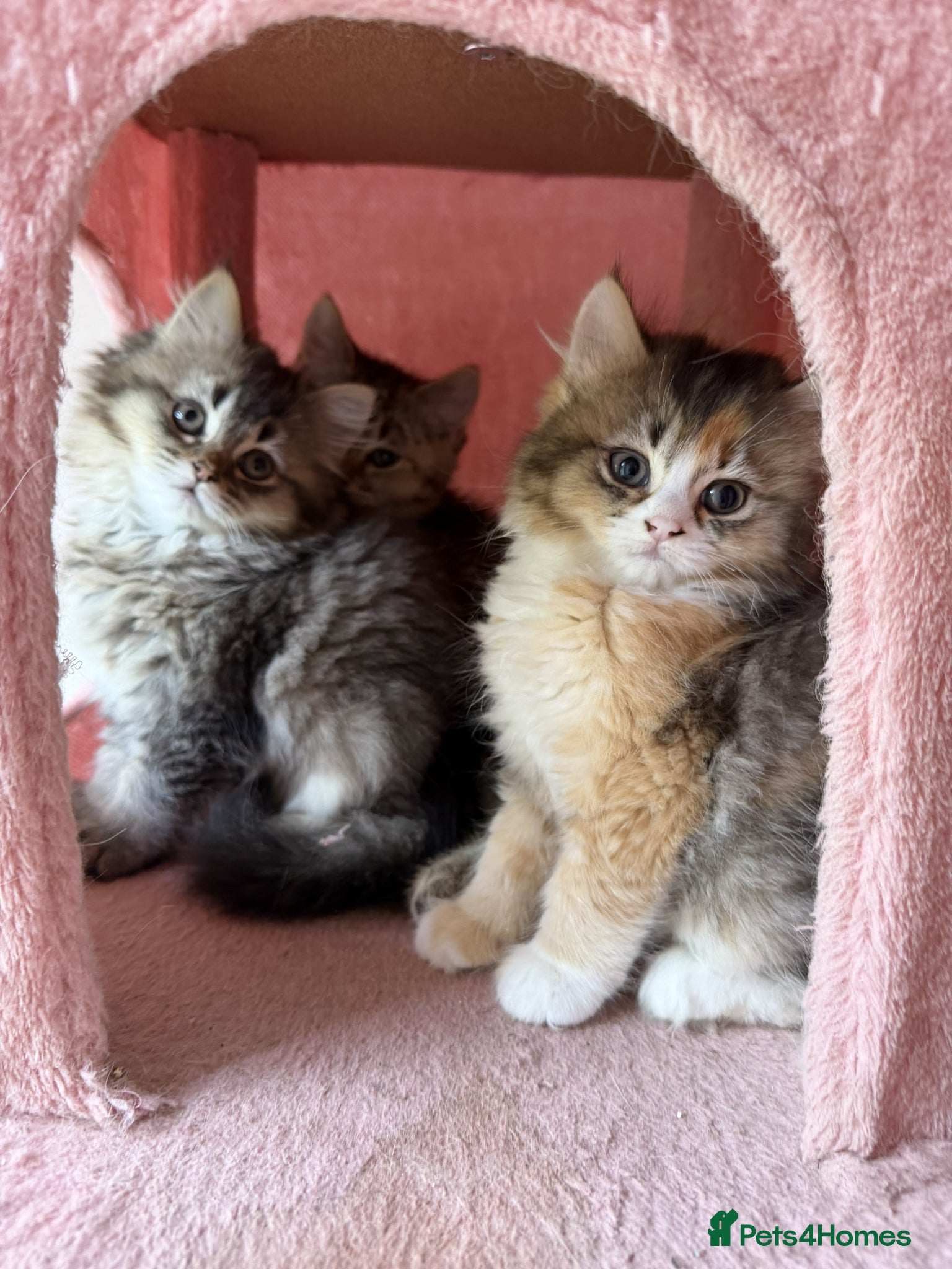 British Longhair cats for sale: adorable British longhair & shorthair Ready now - Advert 16