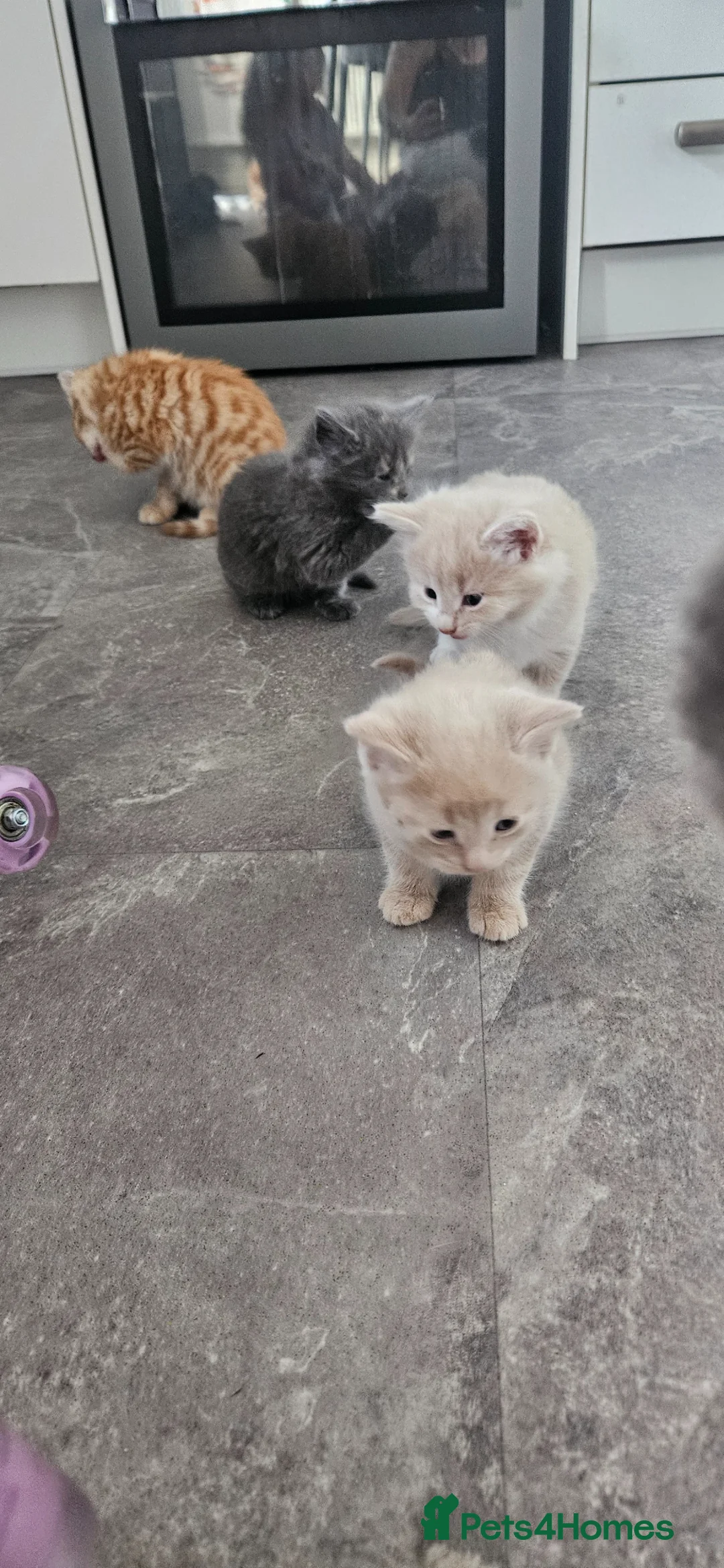 Mixed Breed cats for sale: Maincoon bloodline  - Advert 9