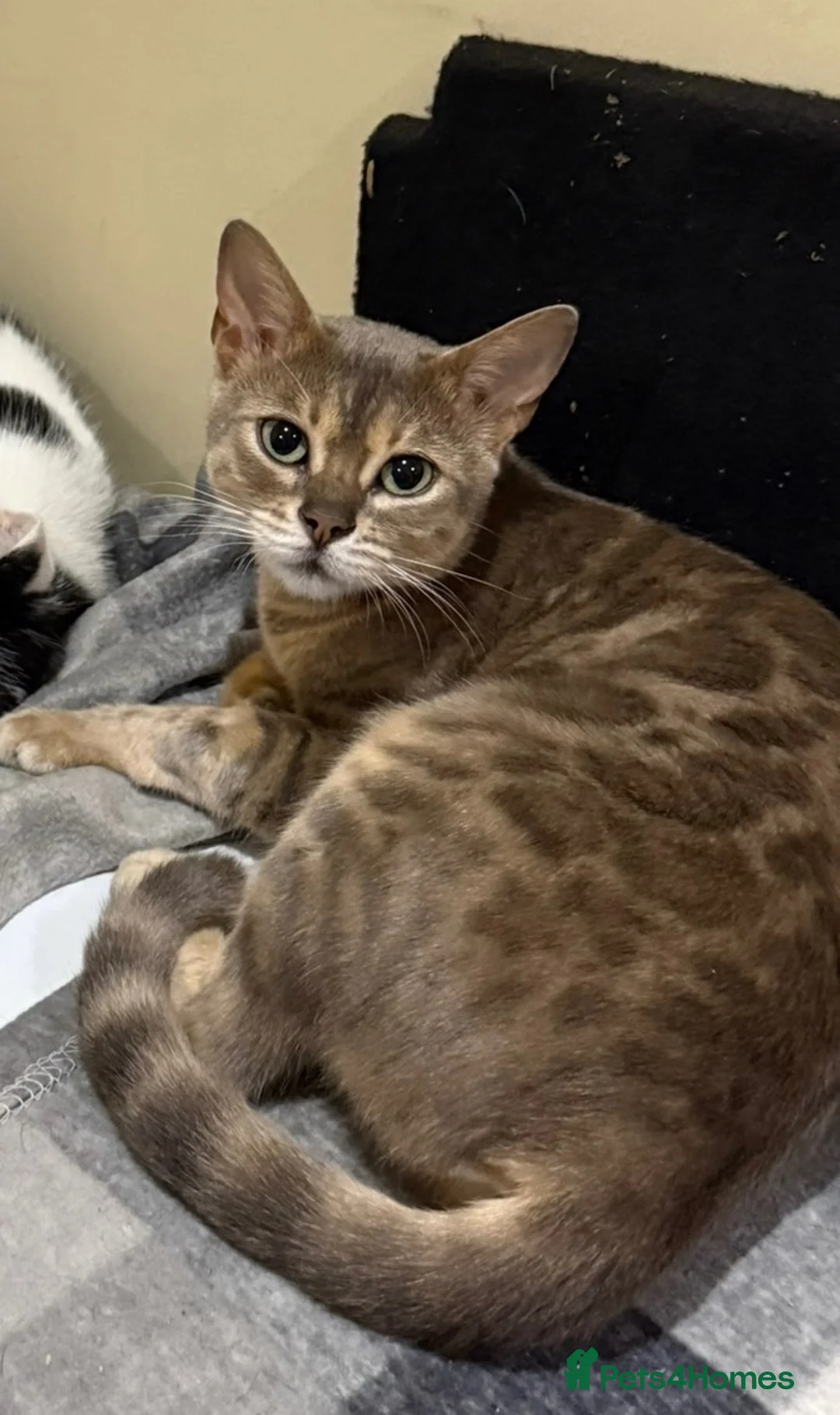 Bengal cats for sale: Blue Bengal cross Blue British Short Hair Kittens - Advert 7