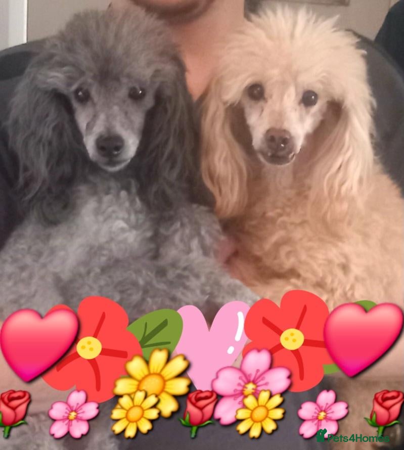 Toy Poodle dogs FULL PEDIGREE SILVER TOY POODLE FOR STUD - Advert 5