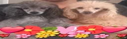 Toy Poodle dogs for stud: FULL PEDIGREE SILVER TOY POODLE FOR STUD/FOR SALE - Advert 2