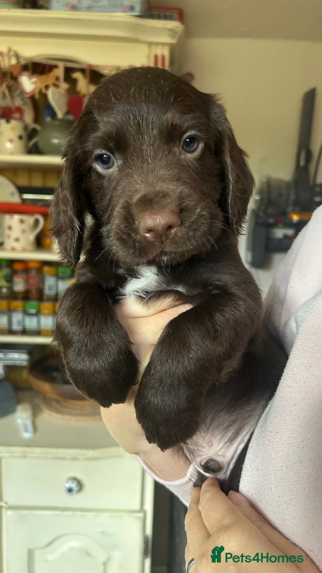 Cocker Spaniel dogs for sale: KC Working Cocker Chocolate Puppy - Image 2