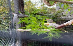 Parrots birds for sale: Shanti Wings Rescue in London  - Image 2