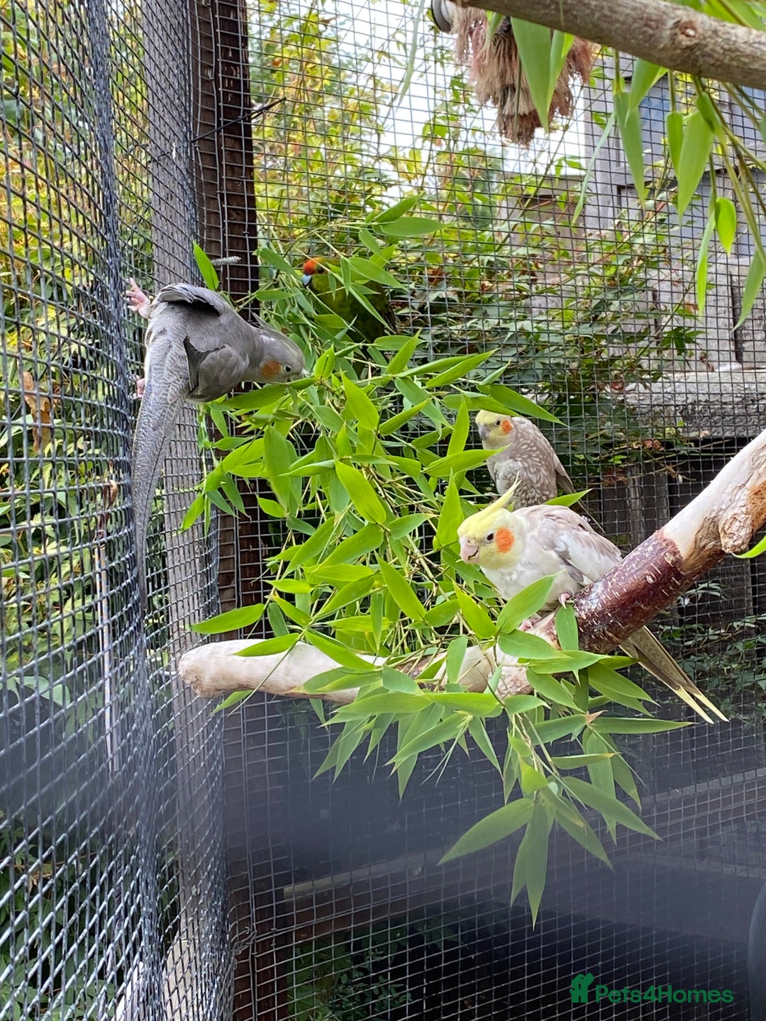 Parrots birds for sale: Shanti Wings Rescue in London  - Image 2