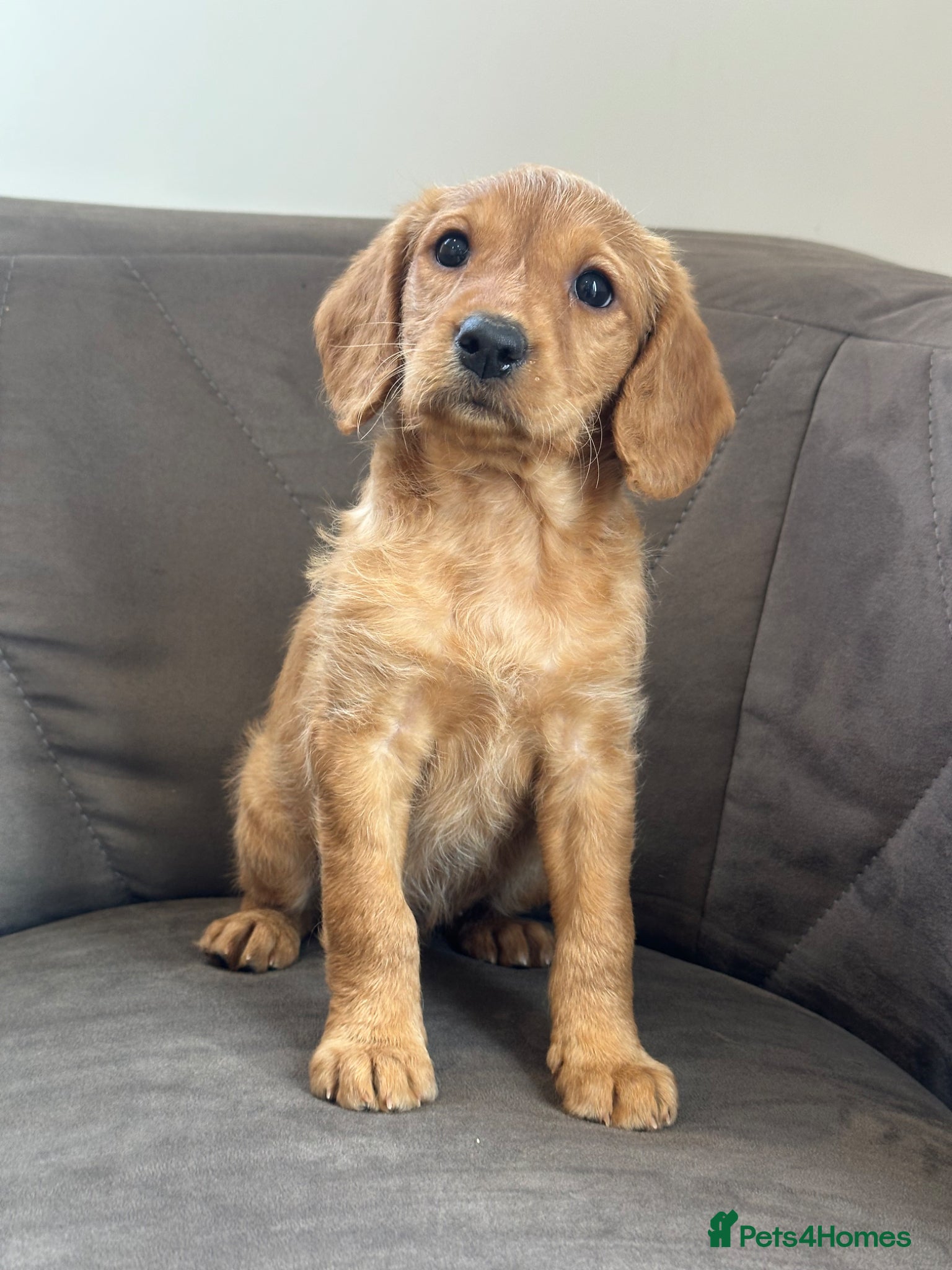 Labradoodle dogs F1 Miniature Labradoodle 🤍  - Advert 1