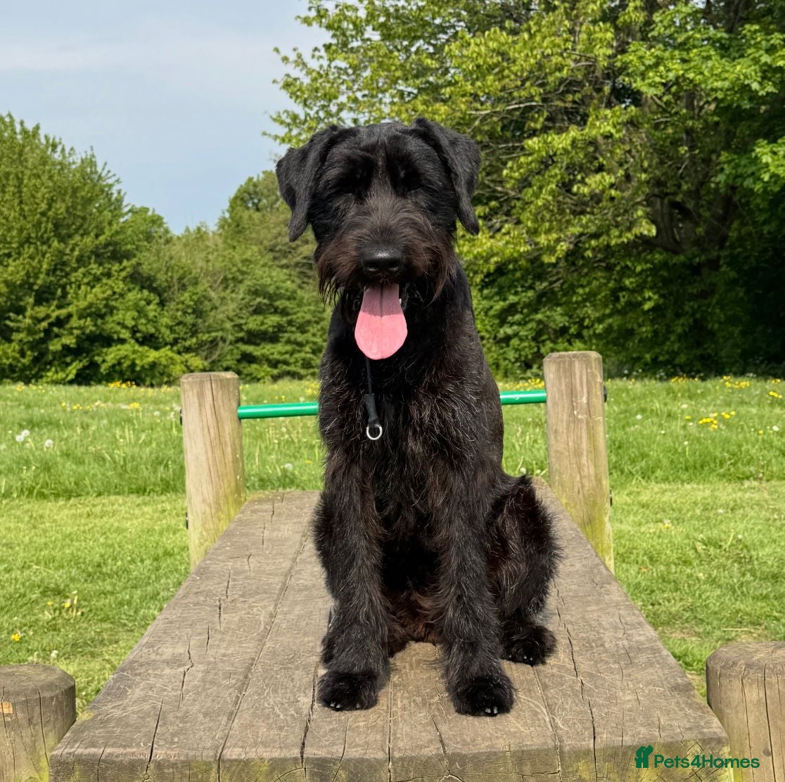 Giant Schnauzer dogs Giant Schnauzer Female 12 Months Old NOT KC - Advert 4