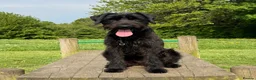 Giant Schnauzer dogs for sale: Giant Schnauzer Female 12 Months Old NOT KC - Advert 1