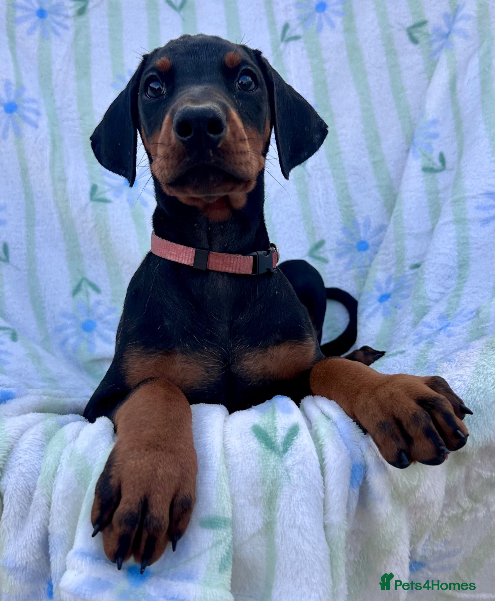 Dobermann dogs Health tested European puppies  - Advert 2