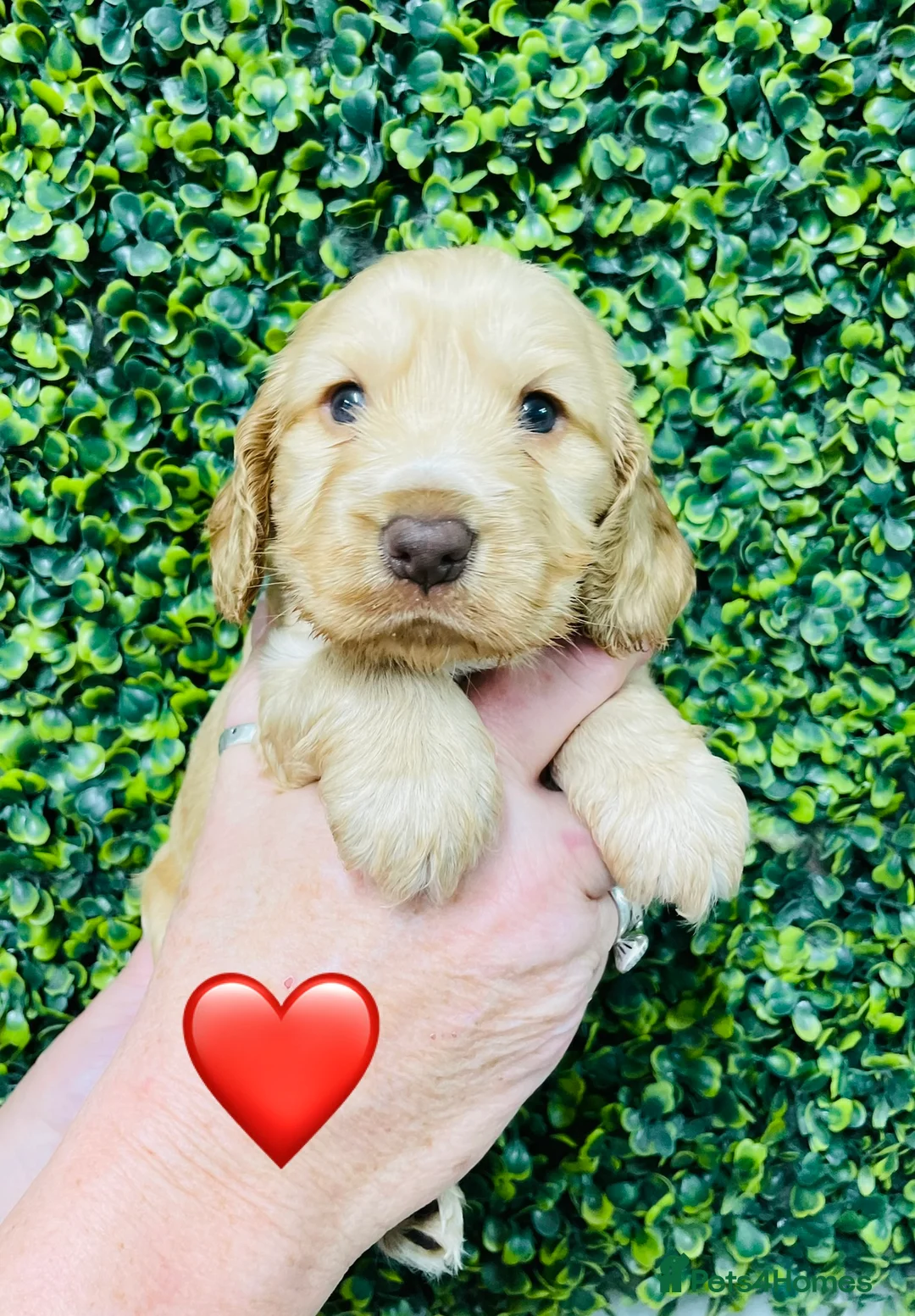 Cocker Spaniel dogs for stud: 🧡🧡 KC REG Stud Orange Roan Show Cocker Spaniel in Northallerton - Advert 30