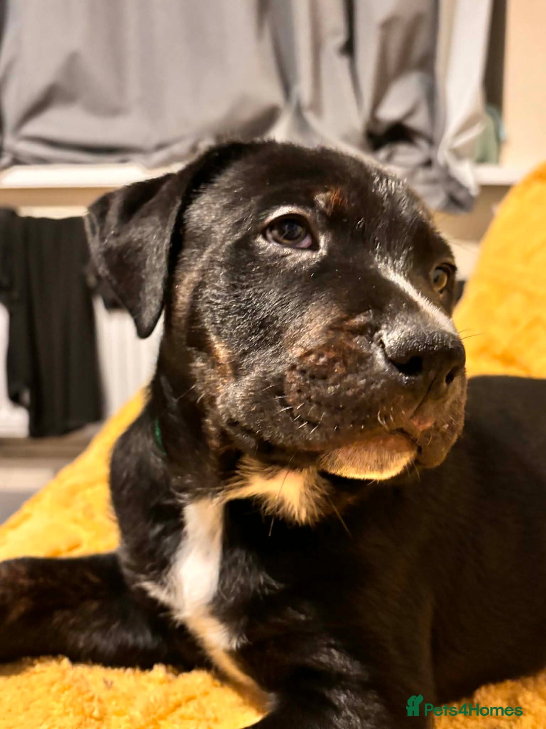 Mixed Breed dogs for sale: 5 lovely rotties x bully puppies - Advert 4