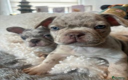 French Bulldog dogs for sale: Stunning Newshade French Bulldog Puppies - Image 12