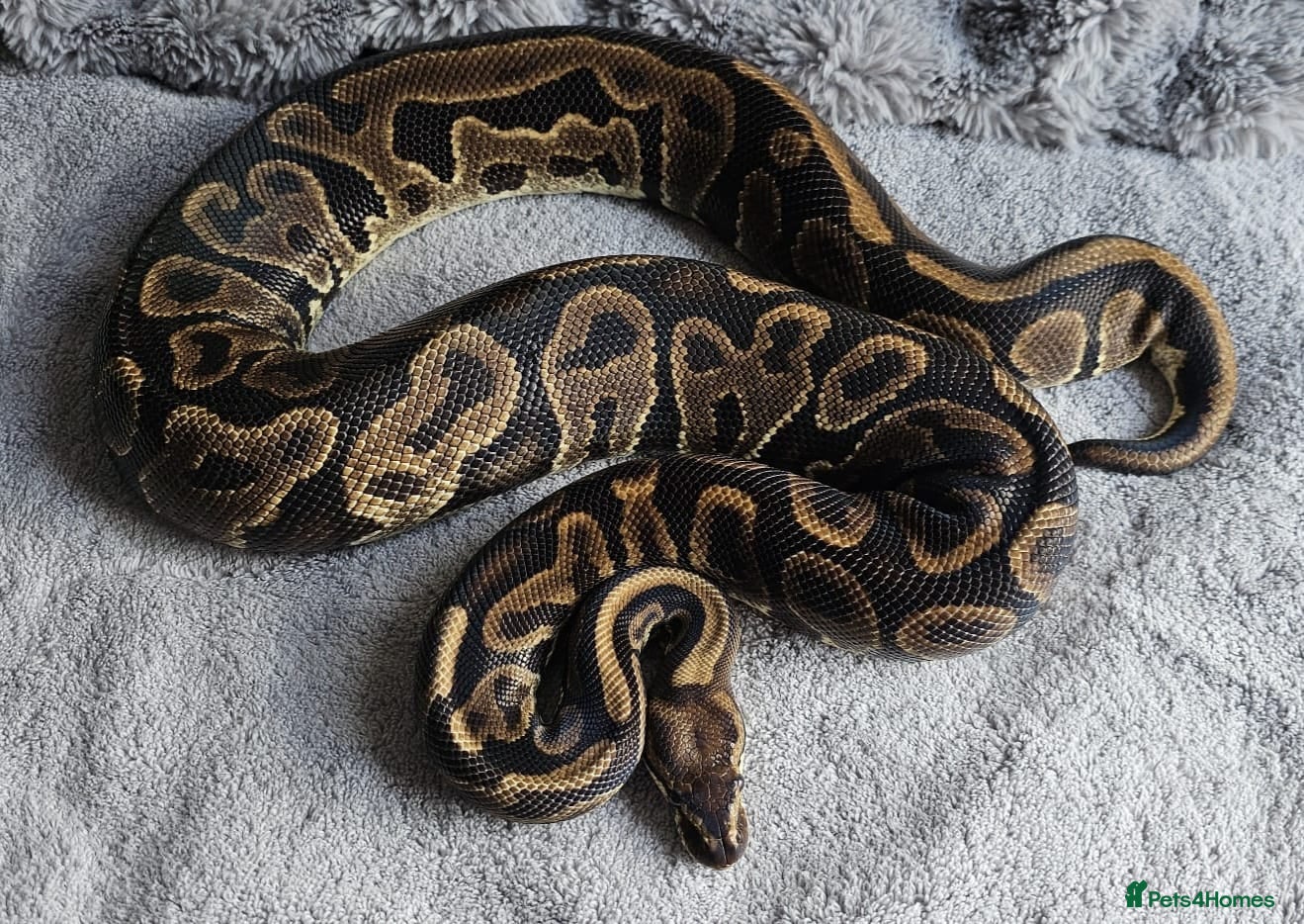 Python Snake reptiles Female royal pythons for sale - Advert 1