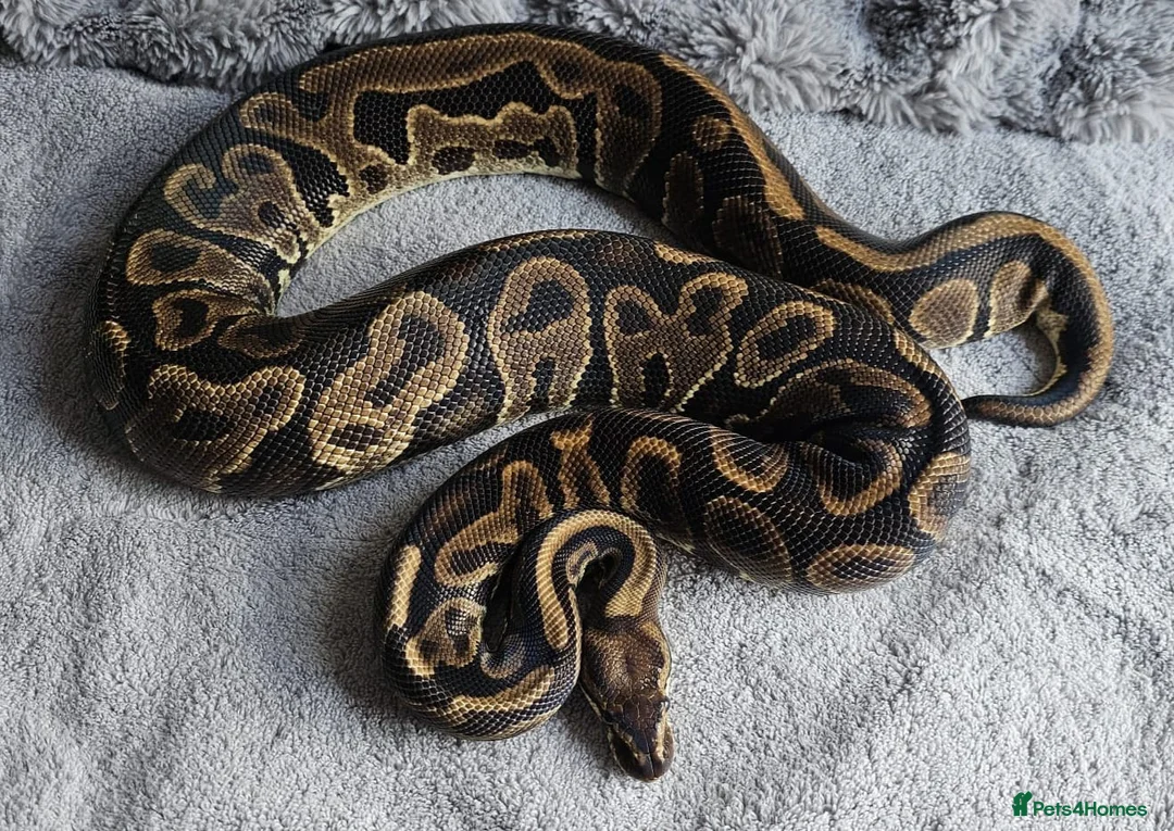 Python Snake reptiles for sale: Female royal pythons for sale - Advert 3