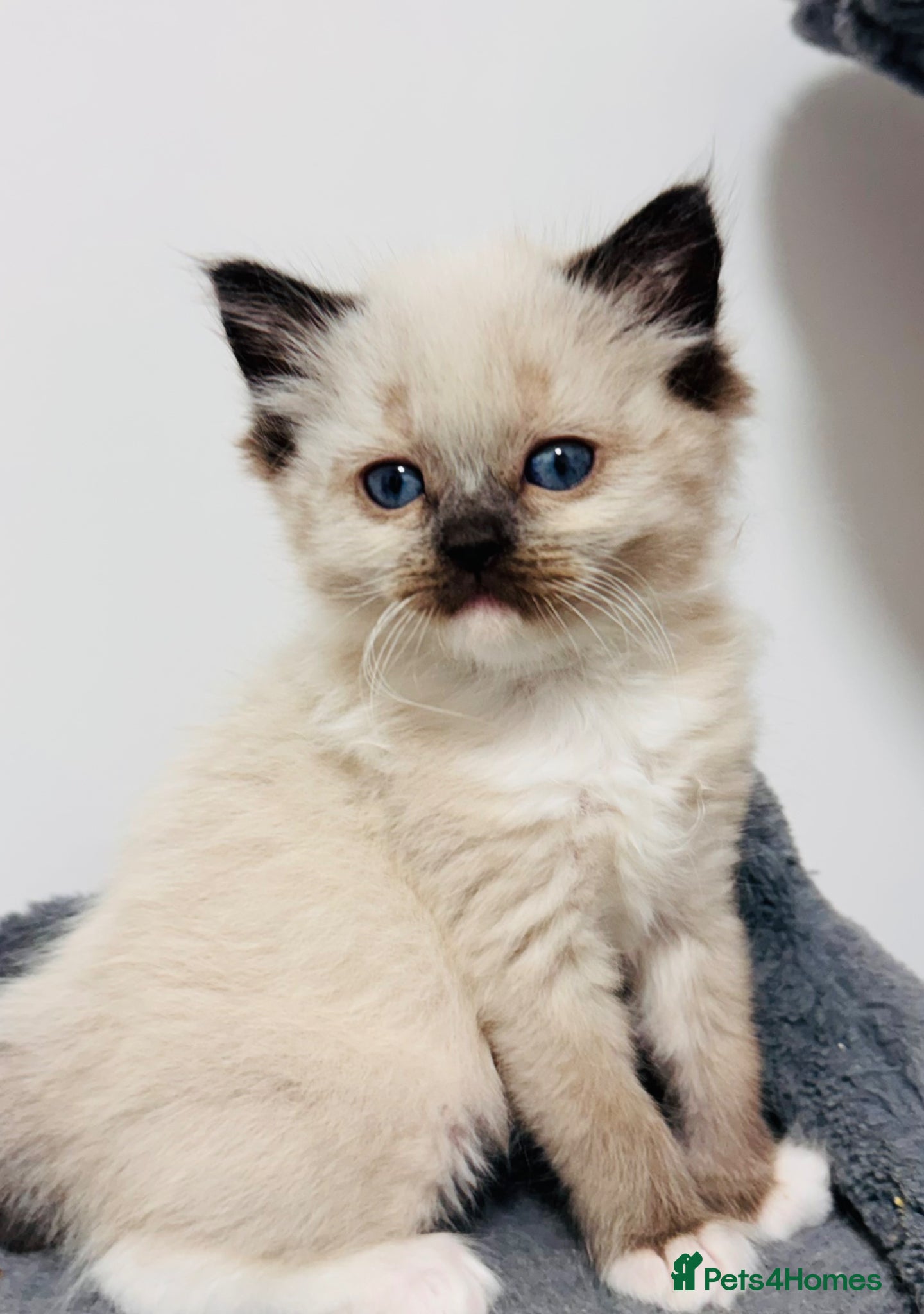 Ragdoll cats Purebred Ragdoll Kittens  - Advert 1