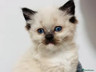 Ragdoll cats Purebred Ragdoll Kittens - Advert 1
