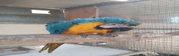 Macaws birds for sale: Blue and Gold Macaw for sale  - Advert 3