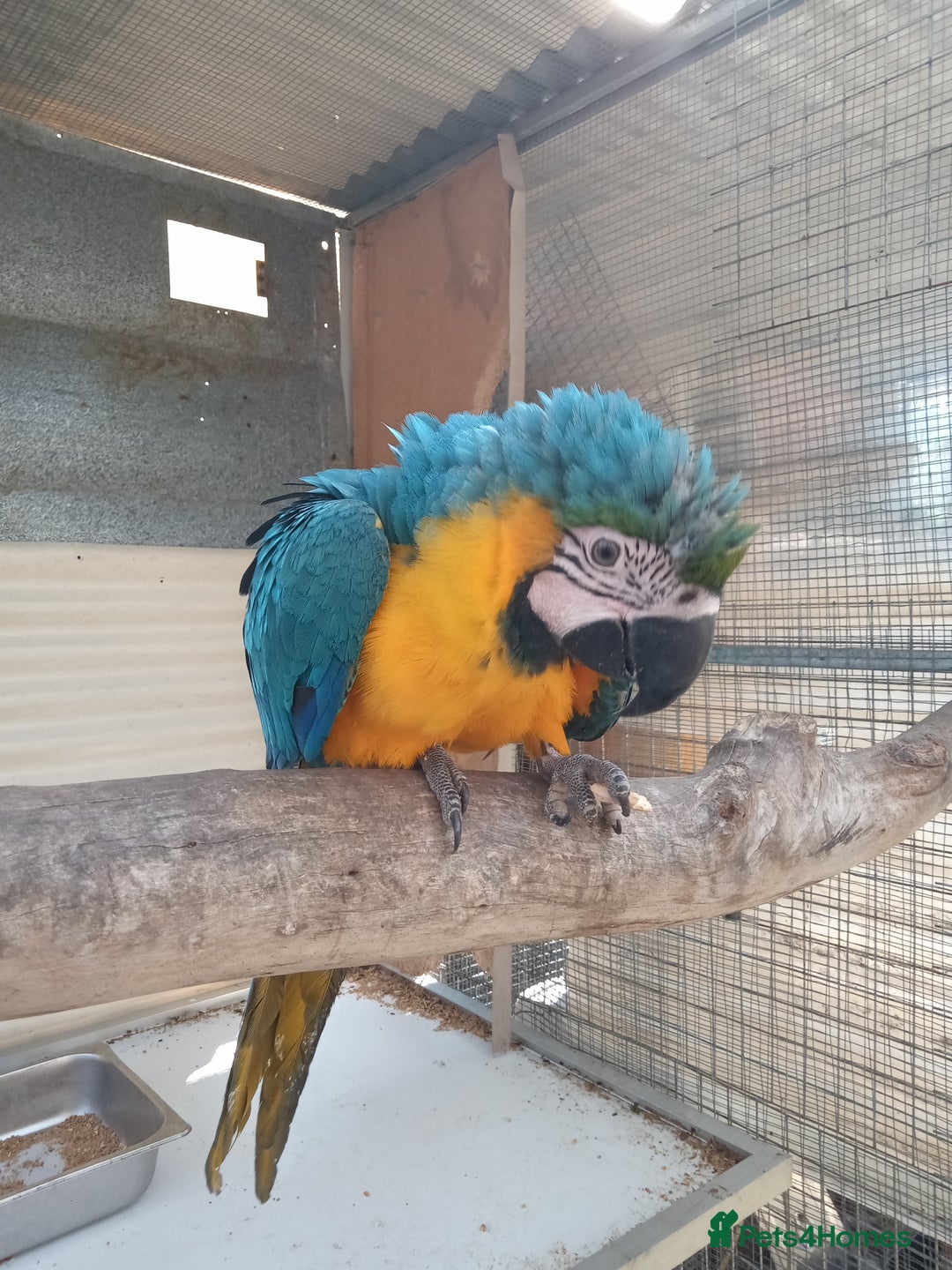 Macaws birds for sale: Blue and Gold Macaw for sale  - Advert 3