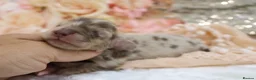 Miniature Dachshund dogs for sale: KC Longhair Miniature Dachshunds - Advert 24