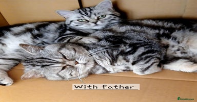 British Shorthair cats Bsh.  Silver Classic Tabby. ACTIVE.  - Advert 8