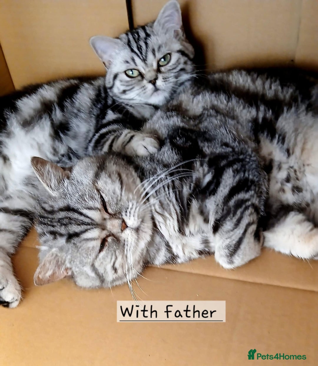 British Shorthair cats for sale: Bsh.  Silver Classic Tabby.Active.  - Advert 7