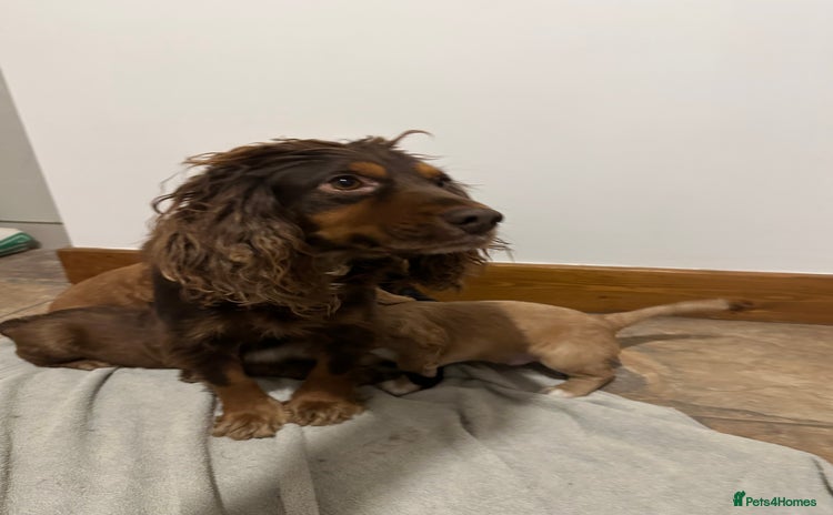 Cocker Spaniel dogs Cocker Spaniels Puppies - Advert 1