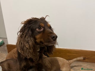 Cocker Spaniel dogs Cocker Spaniels Puppies - Advert 1