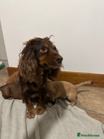 Cocker Spaniel dogs Cocker Spaniels Puppies - Advert 7