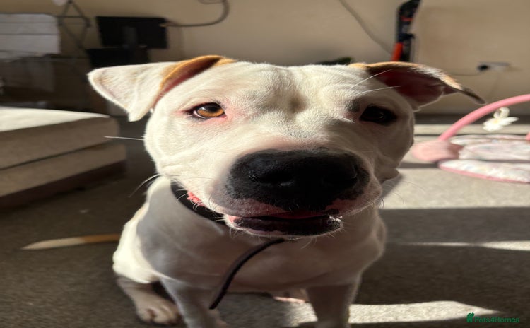 American Bulldog dogs - Advert 2