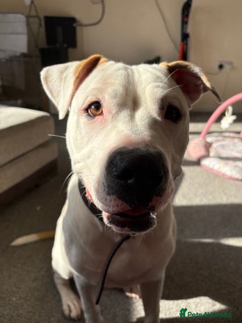 American Bulldog dogs - Advert 3