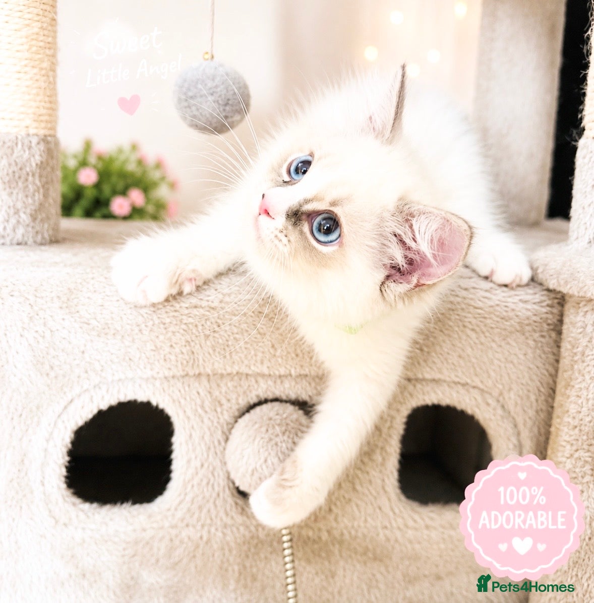 Ragdoll cats GCCF Registered Ready to leave - Advert 2