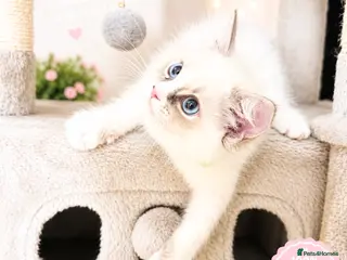 Ragdoll cats GCCF Registered Ready to leave - Advert 2