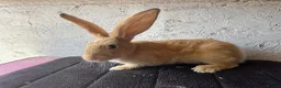 Continental Giant rabbits for sale: Continental giants  - Advert 2