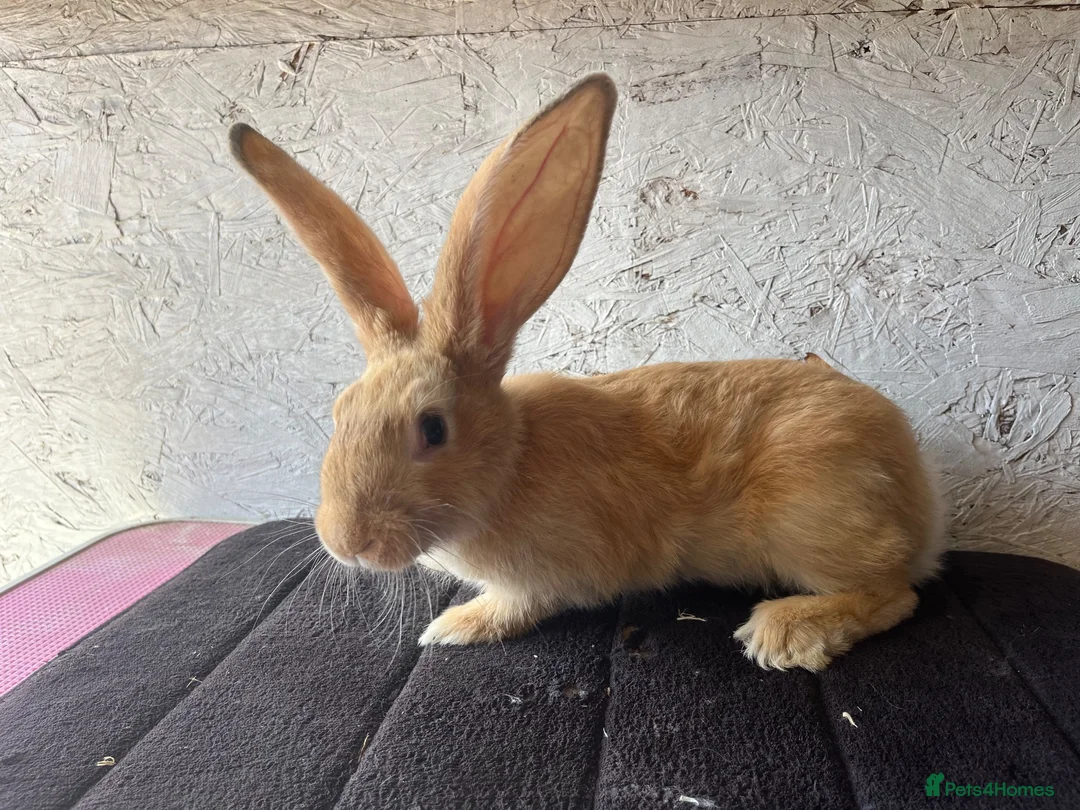 Continental Giant rabbits for sale: Continental giants  - Advert 2