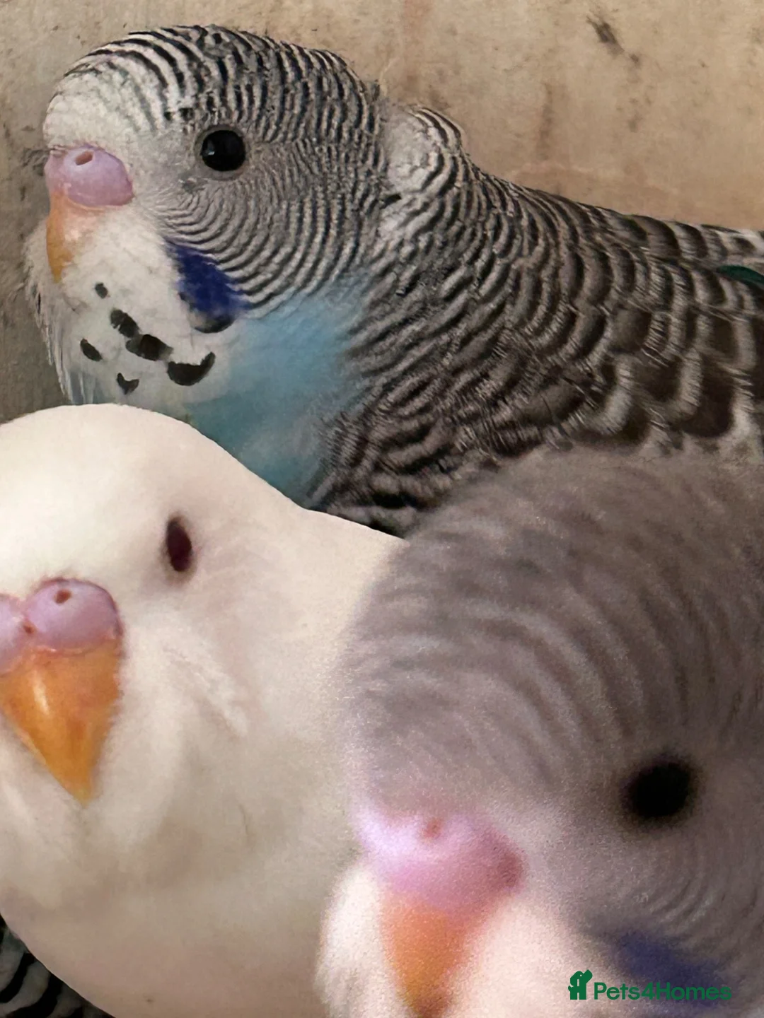 Budgerigars birds for sale: Young Budgies  - Advert 8