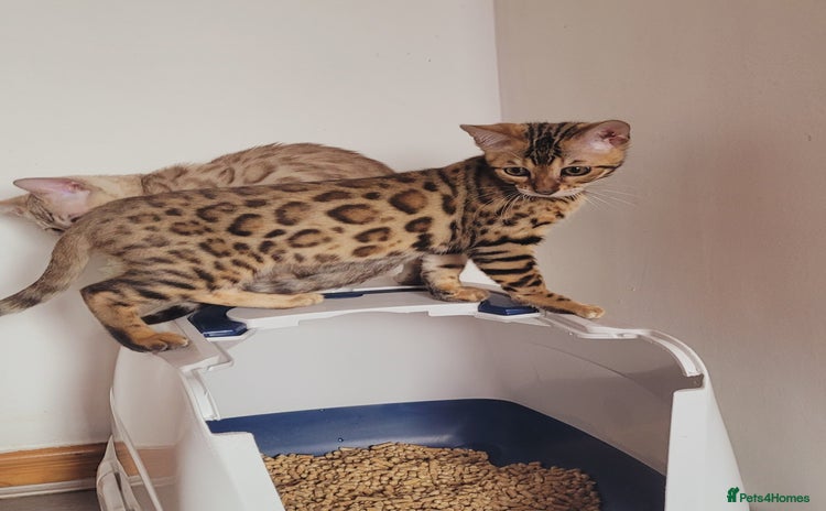 Bengal cats - Advert 7