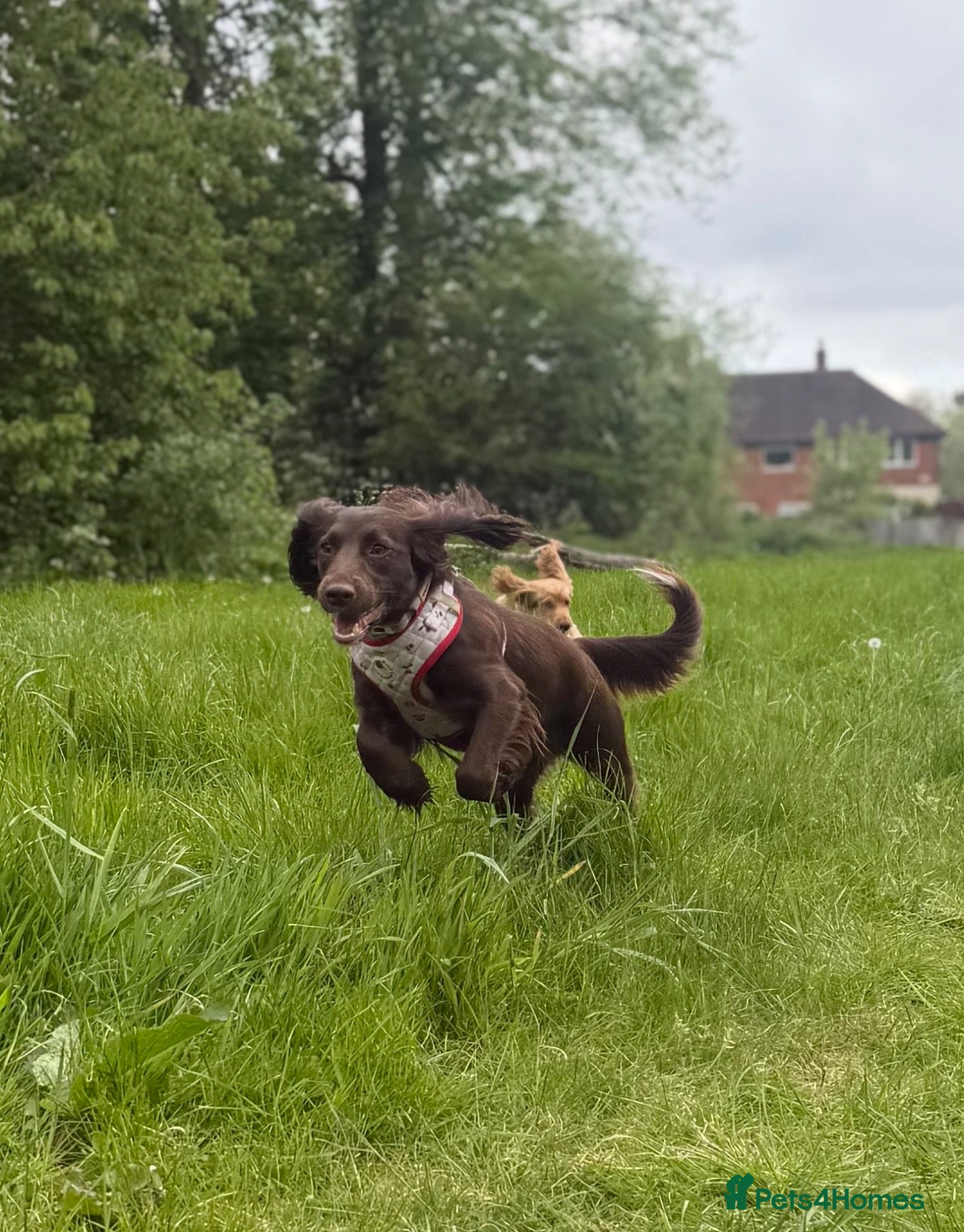 Cocker Spaniel dogs for sale: 6 adorable cocker spaniel puppies  - Advert 1