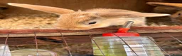 Mixed Breed rabbits for sale: Baby rabbits Harlequins  - Advert 4
