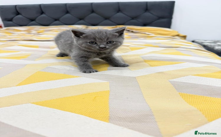 British Shorthair cats - Advert 1
