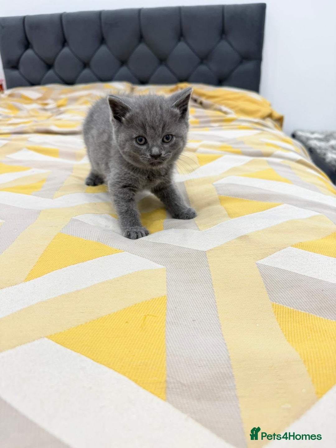 British Shorthair cats for sale: British short hair  - Image 1