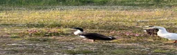 Ducks poultry for sale: Male Runner Duck  in Newcastle upon Tyne - Advert 8