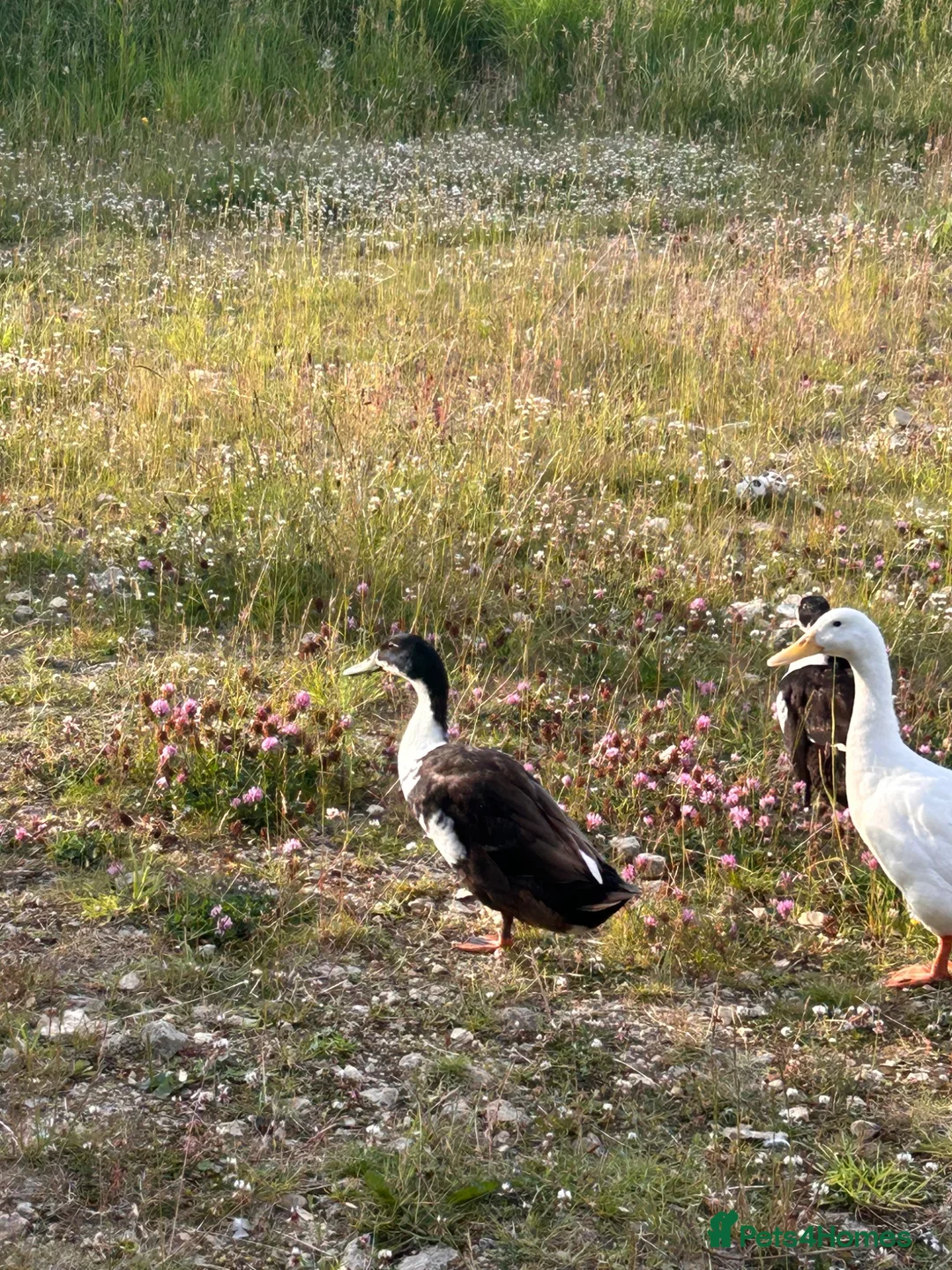 Ducks poultry for sale: Male Runner Duck  in Newcastle upon Tyne - Advert 8