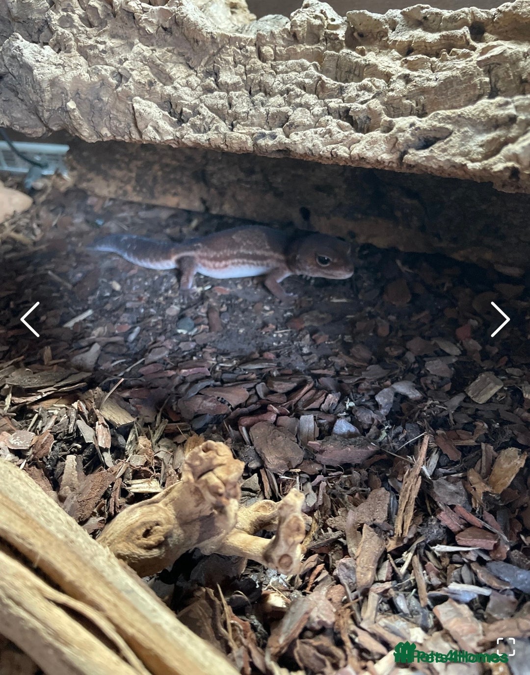 Gecko reptiles for sale: Breeding pair of African Fat Tailed Geckos  - Advert 11